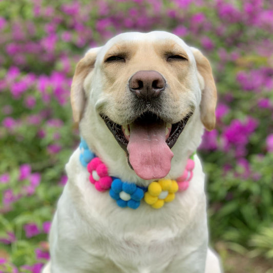 Rainbow Flower Dog Collar (JUNE PRIDE)